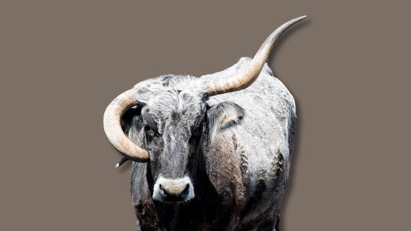 A cow with a crooked left horn